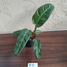 Load image into Gallery viewer, #R13 Philodendron Pulchrum