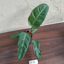 Load image into Gallery viewer, #R13 Philodendron Pulchrum