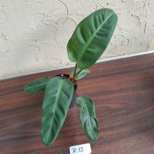 Load image into Gallery viewer, #R13 Philodendron Pulchrum