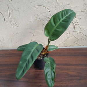 #R13 Philodendron Pulchrum
