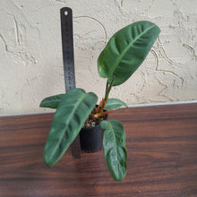 Load image into Gallery viewer, #R13 Philodendron Pulchrum
