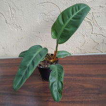 Load image into Gallery viewer, #R13 Philodendron Pulchrum