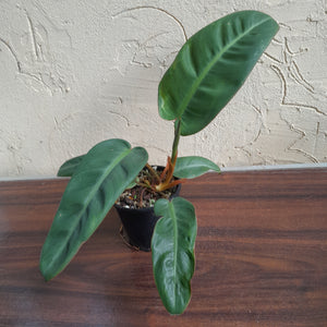 #R13 Philodendron Pulchrum