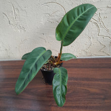 Load image into Gallery viewer, #R13 Philodendron Pulchrum