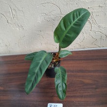 Load image into Gallery viewer, #R13 Philodendron Pulchrum