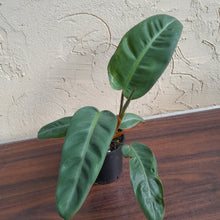 Load image into Gallery viewer, #R13 Philodendron Pulchrum