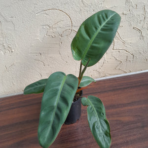 #R13 Philodendron Pulchrum