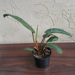 #R13 Philodendron Pulchrum