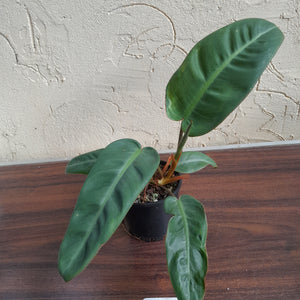 #R13 Philodendron Pulchrum
