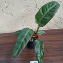 Load image into Gallery viewer, #R13 Philodendron Pulchrum