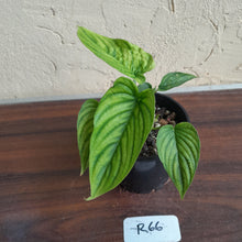 Load image into Gallery viewer, #R66 Two x Headed Philodendron Furcatum