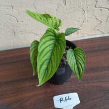 Load image into Gallery viewer, #R66 Two x Headed Philodendron Furcatum