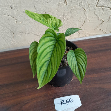#R66 Two x Headed Philodendron Furcatum
