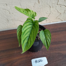 Load image into Gallery viewer, #R66 Two x Headed Philodendron Furcatum