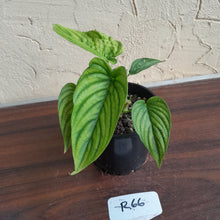 Load image into Gallery viewer, #R66 Two x Headed Philodendron Furcatum