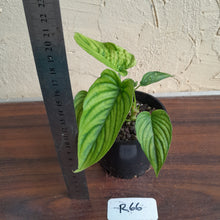 Load image into Gallery viewer, #R66 Two x Headed Philodendron Furcatum
