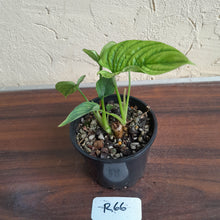 Load image into Gallery viewer, #R66 Two x Headed Philodendron Furcatum
