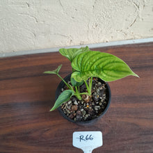 Load image into Gallery viewer, #R66 Two x Headed Philodendron Furcatum