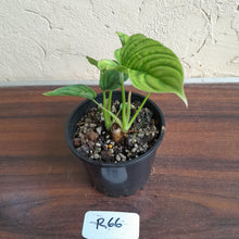 Load image into Gallery viewer, #R66 Two x Headed Philodendron Furcatum