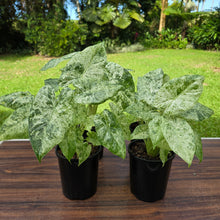 Load image into Gallery viewer, 1 x Alocasia Odora Batik