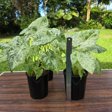 Load image into Gallery viewer, 1 x Alocasia Odora Batik