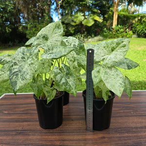 1 x Alocasia Odora Batik