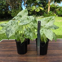 Load image into Gallery viewer, 1 x Alocasia Odora Batik