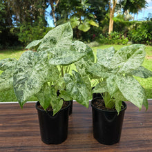 Load image into Gallery viewer, 1 x Alocasia Odora Batik