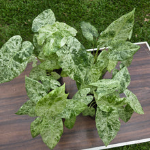 Load image into Gallery viewer, 1 x Alocasia Odora Batik