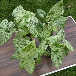 1 x Alocasia Odora Batik