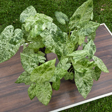 Load image into Gallery viewer, 1 x Alocasia Odora Batik