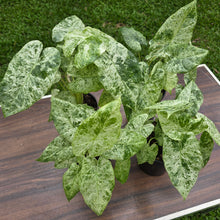 Load image into Gallery viewer, 1 x Alocasia Odora Batik