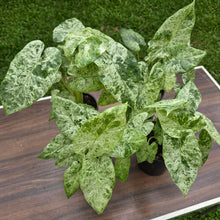 Load image into Gallery viewer, 1 x Alocasia Odora Batik