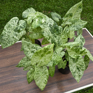 1 x Alocasia Odora Batik