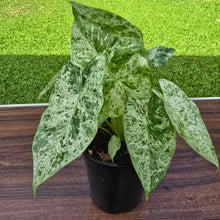 Load image into Gallery viewer, 1 x Alocasia Odora Batik