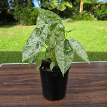Load image into Gallery viewer, 1 x Alocasia Odora Batik
