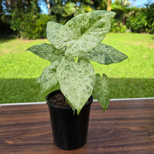 Load image into Gallery viewer, 1 x Alocasia Odora Batik