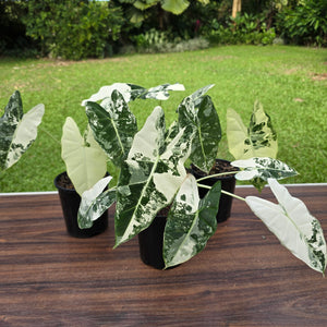 1 x Alocasia Frydek