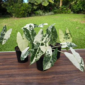 1 x Alocasia Frydek
