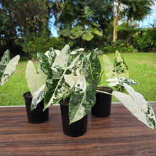 Load image into Gallery viewer, 1 x Alocasia Frydek
