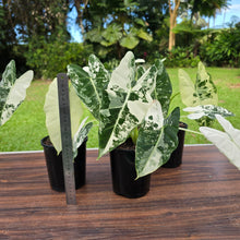 Load image into Gallery viewer, 1 x Alocasia Frydek