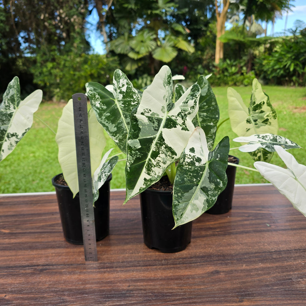 1 x Alocasia Frydek