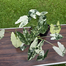 Load image into Gallery viewer, 1 x Alocasia Frydek