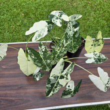 Load image into Gallery viewer, 1 x Alocasia Frydek