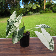 Load image into Gallery viewer, 1 x Alocasia Frydek
