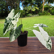 Load image into Gallery viewer, 1 x Alocasia Frydek