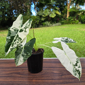1 x Alocasia Frydek