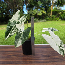 Load image into Gallery viewer, 1 x Alocasia Frydek