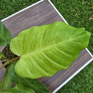 1 x Philodendron Snowdrift