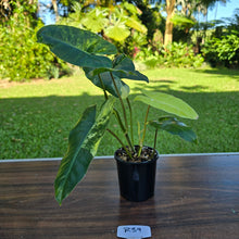 Load image into Gallery viewer, #R39 Variegated Philodendron Burle Marx